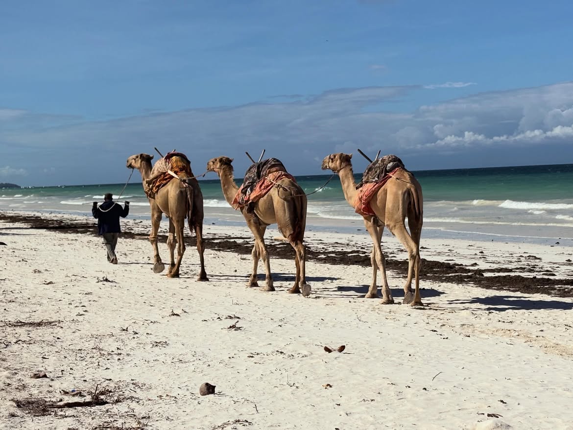 Camels on Diani Beach